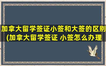 加拿大留学签证小签和大签的区别(加拿大留学签证 小签怎么办理)